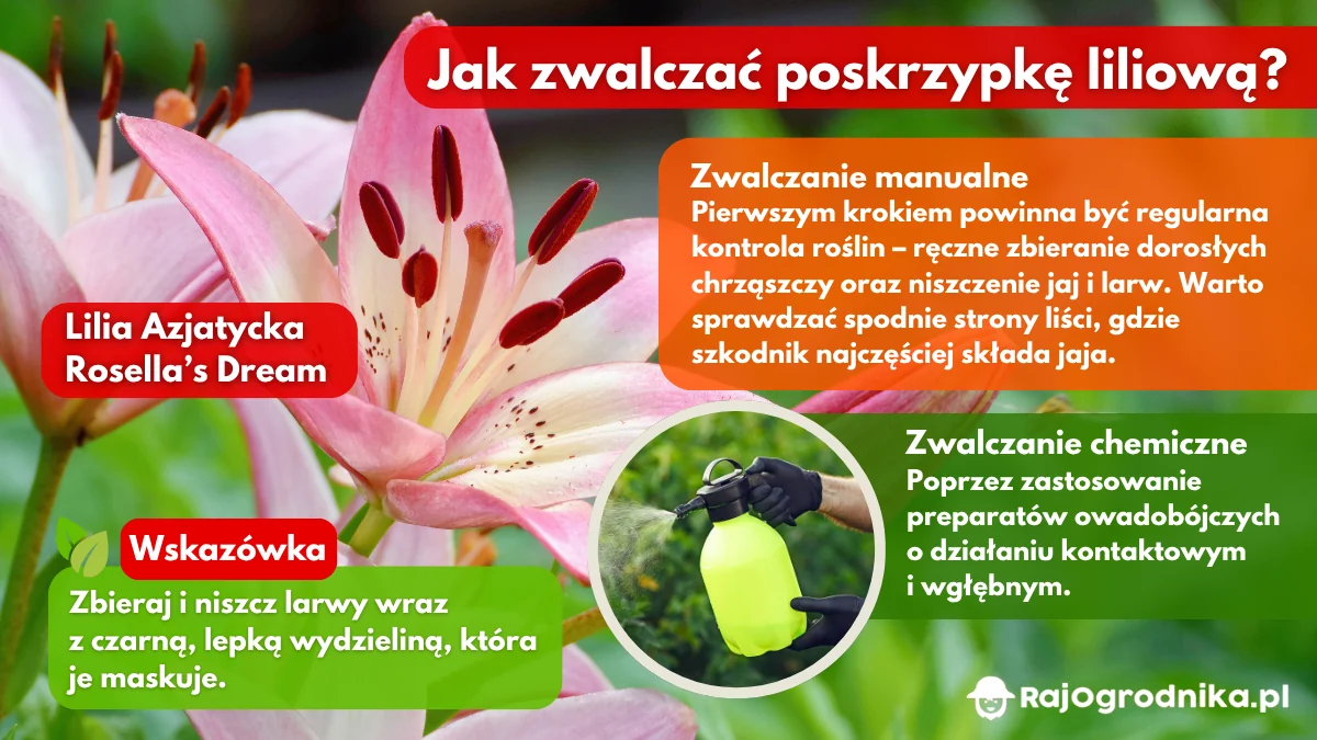 Jak-zwalczać-poskrzypkę-liliową-w-ogrodzie-blog-rajogrodnika